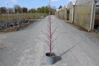 Pot 15L formé en baliveau hauteur variable entre 150-250 cm (hors pot)