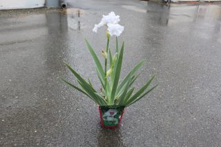 Pot 2,5L