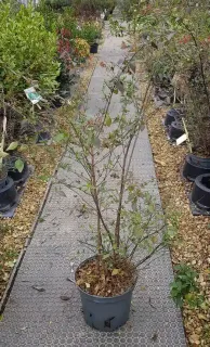 Abelia à grandes fleurs (Abélia grandiflora) — arbuste élancé en pot sur allée de pépinière · Pot 8L
