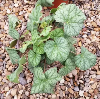 Heuchères 'Emerald queen' (Heuchera) — jeune plant à larges feuilles nervurées vert clair · Pot 3L