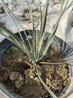 Pot 5L Hauteur 20-30 cm (hors pot)
