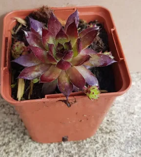 Joubarbe pineapple paradise 'Chick charms pineapple paradise' (Sempervivum) — rosette succulente bicolore avec rejets en pot · Godet