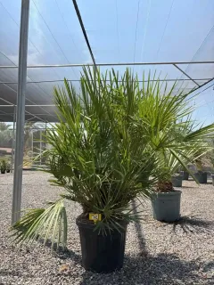 Palmier nain (Chamaerops humilis) — grand plant à feuilles palmées en pot noir · Pot 25L