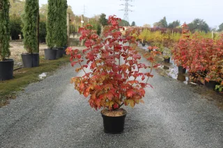 Pot 10L