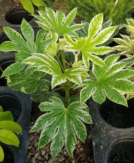 Aralia du japon 'Spider's web' (Fatsia japonica) — jeune arbuste à larges feuilles panachées en pot · Pot 3L