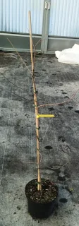 Cyprès chauve (Taxodium distichum) — jeune plant noué à un tuteur sur bâche · Pot 6L Baliveau
