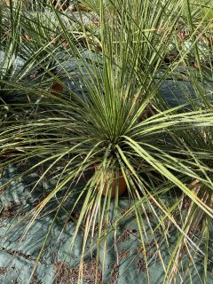 Pot 20-30  L Hauteur 100-120 cm (hors pot)