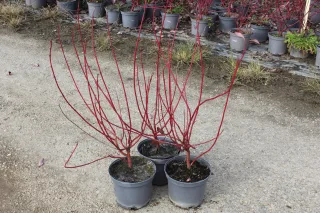 Cornouiller blanc 'Baton rouge' (Cornus alba) — trois jeunes arbustes aux tiges rouges en pot · Pot 3L
