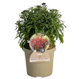 Pot 3,5L
