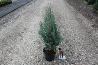 Cyprès de lawson 'Columnaris' (Chamaecyparis lawsoniana) — conifère en pot sur allée gravillonnée, figurine miniature · Pot 3L