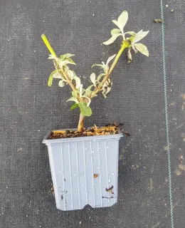 Arbre aux papillons 'Bicolore' (Buddleia × weyeriana) — jeune plant ramifié en pot plastique gris · Godet