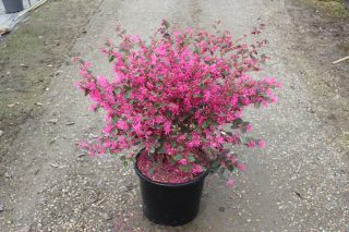 Pot 15L
