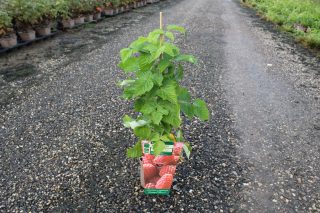 Pot 2L hauteur moyenne 20/40 cm (hors pot)