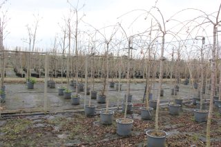 Pot 30L formé en tige de 200 cm, avec une force de 6 à 8 cm, pour une hauteur totale de 200 à 300 cm (hors pot)