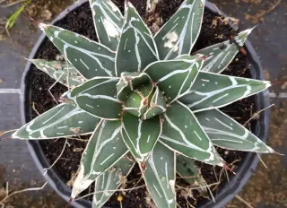 Agave 'Bustamante' (Agave victoria) — rosette de succulente graphique en pot noir · Pot 2.5L