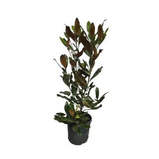 Magnolia 'Little gem' (Magnolia grandiflora) — jeune arbuste dressé au feuillage vert brillant · Pot 15L