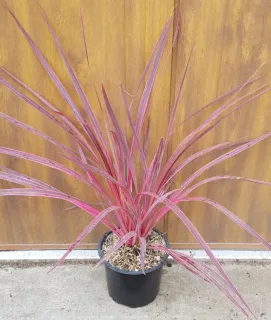Cordyline australe 'Electric pink' (Cordyline australis) — feuillage rubané rose vif dans pot noir · Pot 3L