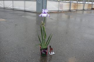 Pot 2,5L