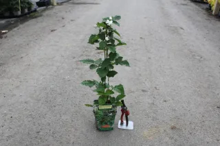 Pot 2L hauteur moyenne 20/40 cm (hors pot)