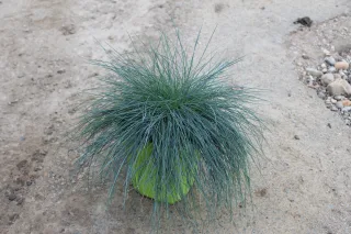 Fétuque bleue 'Intense blue' (Festuca glauca) — touffe dense de graminée bleutée en pot vert · Pot 4L