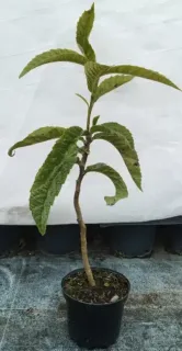 Néflier du japon (Eriobotrya japonica) — jeune arbuste élancé au feuillage allongé en pot · Pot 3L