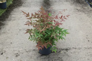 Bambou sacré (Nandina domestica) — jeune arbuste coloré en pot sur sol bétonné · Pot 7.5L