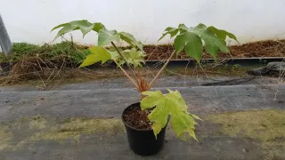 Aralie à papier de chine 'Rex' (Tetrapanax papyrifera) — jeune plante à grandes feuilles palmées en pot · Pot 2.5L
