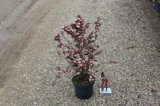Pot 3L hauteur moyenne 40/60 cm (hors pot)