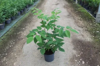 Arbre à miel (Evodia daniellii) — jeune arbuste feuillu en pot sur allée · Pot 5L Baliveau