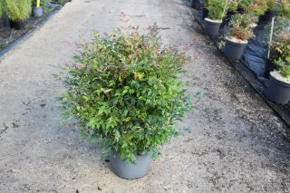 Pot 7.5L