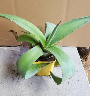 Agave Américaine (Agave américana) — jeune plante succulente vert pâle en pot carré · Godet