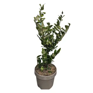 Troène du texas (Ligustrum texanum) — jeune arbuste au feuillage vert en pot · Pot 7.5L
