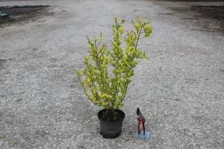 Troène doré de californie 'Aureum' (Ligustrum ovalifolium) — Pot 3L