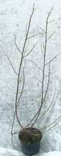 Argousier 'Askola ♀' (Hippophae rhamnoides) — jeune arbuste caduc ramifié sans feuilles · Pot 3L Touffe