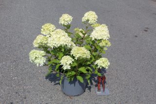 Pot 5L