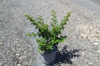 Lilas des indes 'Bergerac' (Lagerstroemia indica) — jeune arbuste vert en pot sur gravier · Pot 3L