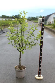 Pot 12L formé en gobelet sur une tige de 60-70 cm, hauteur totale de 125-150 cm (hors pot), plante âgée de 3 ans