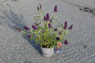 Pot 3L