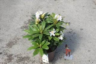 Pot 5L hauteur moyenne 30/40 cm (hors pot)