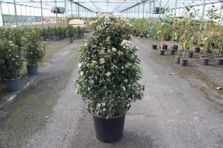 Pot 35L hauteur moyenne 100/125 cm (hors pot)