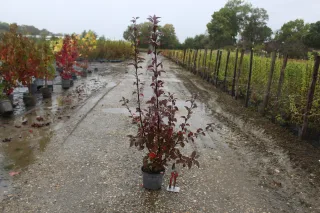 Pommier d'ornement 'Courtarou' (Malus coccinella) — jeune arbuste à feuillage pourpre sur allée mouillée · Pot 3L