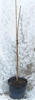 Merisier des oiseaux (Prunus avium) — jeune tige d'arbre tuteurée sur sol enneigé · Pot 8L Baliveau
