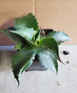 Agave à feuilles ovales (Agave ovatifolia) — rosette de feuilles succulentes vertes en pot plastique · Godet