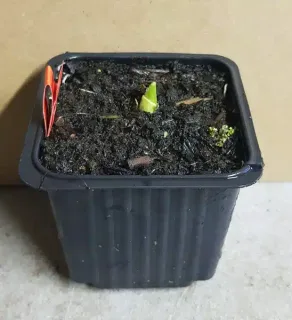 Ail d'ornement (Allium bulgaricum) — petite pousse verte émergeant d’un pot noir · Godet
