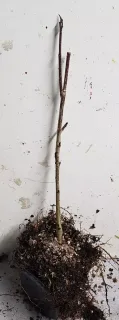 Fruitier 'Burka' (Sorbus fallax) — jeune tige nue avec racines apparentes · Godet