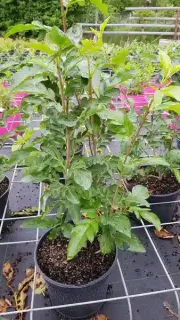 Fruitier 'Burka' (Sorbus fallax) — jeune arbuste vert en pot sur table de culture · Pot 3L