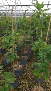 Chêne rouge d'amérique (Quercus rubra) — alignement de jeunes arbres tuteurés en conteneurs noirs · Pot 8L Baliveau