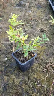 Grenadier à fleurs 'Parfianka' (Punica granatum) — jeune plant en pot plastique sur sol nu · Godet