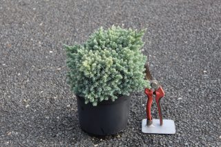 Pot 3L hauteur moyenne 15/20 cm (hors pot)
