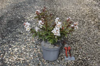 Lilas des indes 'Enduring white' (Lagerstroemia indica) — arbuste fleuri en pot sur gravier, outils à côté · Pot 3L